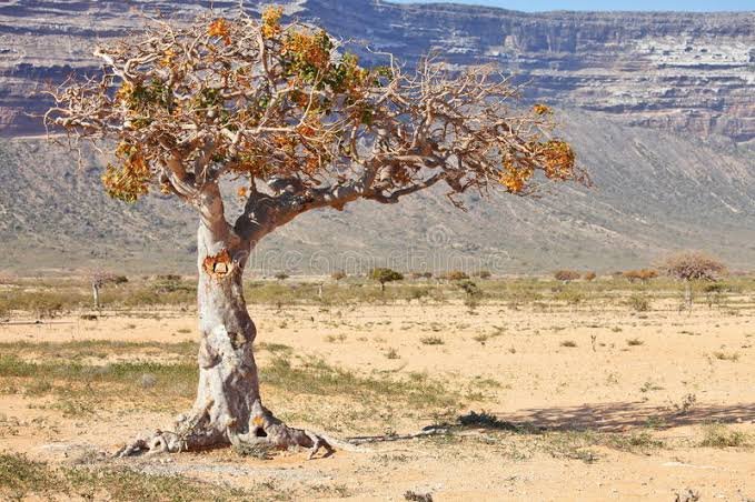 African Myrrh